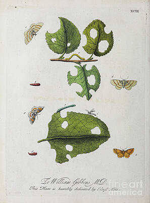 Animals Drawings - ENGLISH INSECTS 1749 r52 by Botany