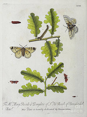 Animals Drawings - ENGLISH INSECTS 1749 r53 by Botany
