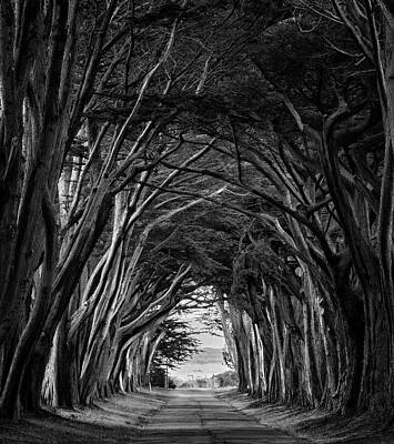 Landscapes Kadek Susanto Royalty Free Images - Enveloping Trees in Point Reyes II Royalty-Free Image by Jon Glaser