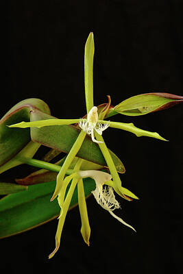 Olympic Sports - Epidendrum ciliare 002 by Fernando Blanco Farias