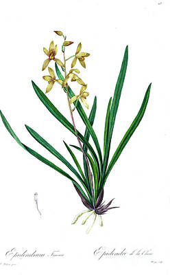 Lilies Drawings - Epidendrum sinense syn Cymbidium sinense z5 by Botanical Illustration