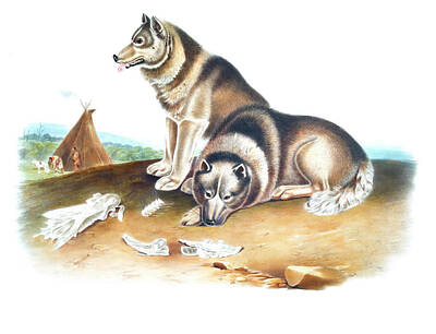 Mammals Drawings - Esquimaux Dog  by John Woodhouse Audubon