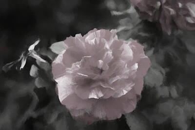 Lime Art Royalty Free Images - Essence of Rose Royalty-Free Image by Helyn Broadhurst Cornille