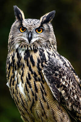 Reptiles - Euarsian Eagle Owl On Alert by Wes and Dotty Weber