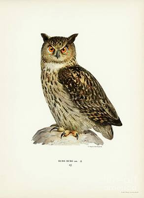 Stocktrek Images - Eurasian eagle-owl BUBO BUBO illustrated by the von Wright brothers. by Shop Ability