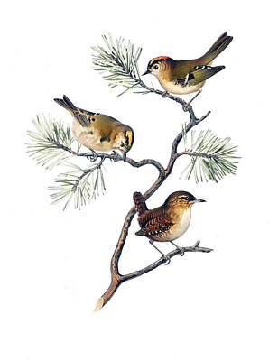 Drawings - Eurasian wren and goldcrest  by Von Wright brothers