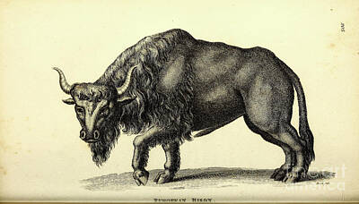 Mammals Drawings - European Bison By George Shaw q1 by Historic illustrations
