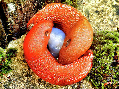Joe Hamilton Nfl Football Wood Art - European red slugs mating by Stephen Farhall