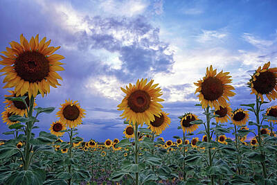 Quotes And Sayings - Evening Sunflowers by Brian Kerls