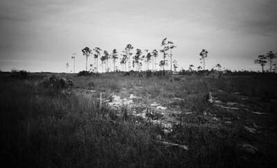 Purely Purple - Everglades Landscape in B/W-5 by Rudy Umans