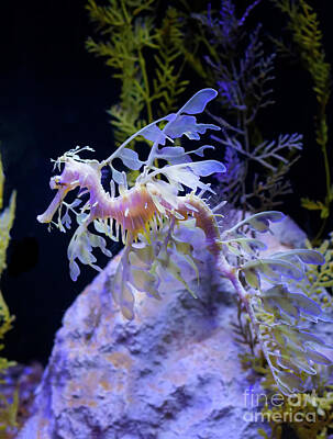 Scooters Rights Managed Images - Exotic Leafy Sea Dragon Royalty-Free Image by Ruth Jolly