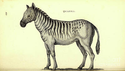 Animals Drawings - Extinct Quagga By George Shaw q2 by Historic illustrations