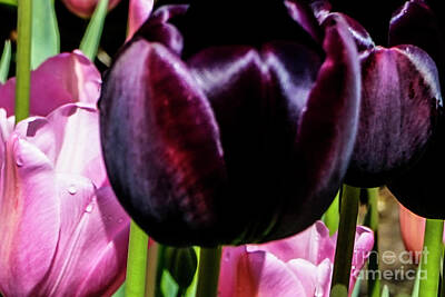 The Underwater Story Rights Managed Images - Extreme Closeup Tulips of the Netherlands #127 in the Art in Flowers Special Collection Royalty-Free Image by William Robert Stanek