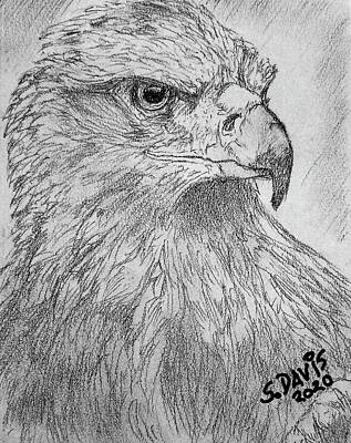 Birds Drawings Royalty Free Images - Falcon God Royalty-Free Image by Scott Davis