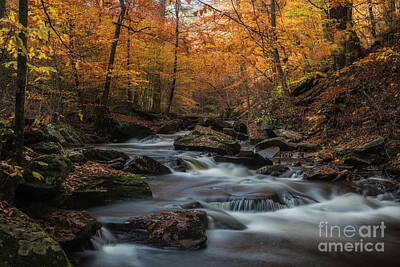 Olympic Sports Rights Managed Images - Fall at Ricketts Glen 1 Royalty-Free Image by Imma Barrera