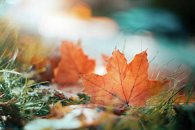 Catch Of The Day - Fall Bokeh by Scott Norris