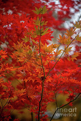 Lucky Shamrocks Rights Managed Images - Fall Colors Crimson Maple Leaves Flourish Royalty-Free Image by Mike Reid