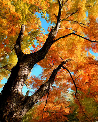 Ethereal Royalty Free Images - Fall Colors - Maple Tree  Royalty-Free Image by Joseph Cantor