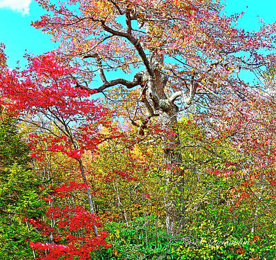 Bird Photography - Fall Colors, Old Maple Tree by A Macarthur Gurmankin