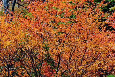 Little Mosters - Fall Foliage 30 by Robert Ullmann