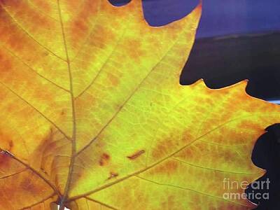 Roses Photo Royalty Free Images - Fall Leaf in Illinois  Royalty-Free Image by Rose Elaine
