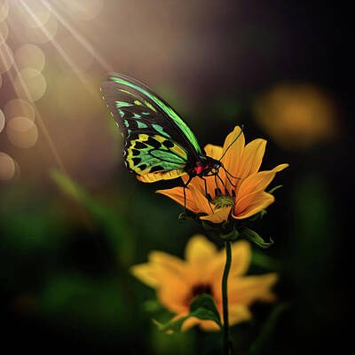 Floral Photos - False Sunflower and Common Birdwing Butterfly from Flowers and Butterflies Collection by Lily Malor