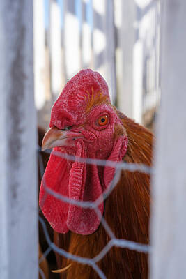 Transportation Royalty Free Images - Farm Rooster  Royalty-Free Image by Buck Buchanan