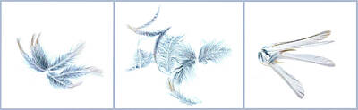 Ira Marcus Royalty-Free and Rights-Managed Images - Feather Fantasy Triptych by Ira Marcus