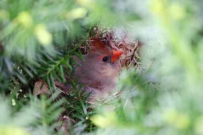 Wild And Wacky Portraits Royalty Free Images - Female Cardinal Incubating Her Eggs Royalty-Free Image by IDesign Global
