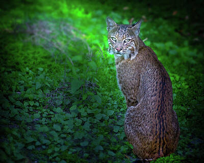 Travel Pics Royalty-Free and Rights-Managed Images - Female Bobcat by Mark Andrew Thomas