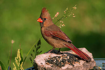 Mans Best Friend - Female Cardinal Song Bird by Sandra J