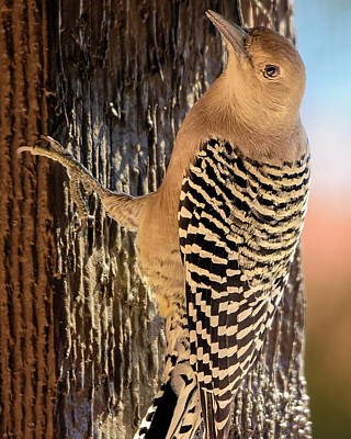 Mark Myhaver Photos - Female Gila Woodpecker 220930 by Mark Myhaver