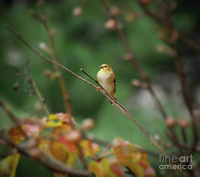 Gaugin Royalty Free Images - Female Goldfinch in Autumn Royalty-Free Image by Kerri Farley