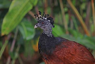 Ring Of Fire Royalty Free Images - Female Great Curassow Closeup Royalty-Free Image by Marlin and Laura Hum