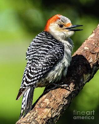 Royalty-Free and Rights-Managed Images - Female, Red-bellied Woodpecker Looks Adorable All Fluffed Out by Cindy Treger