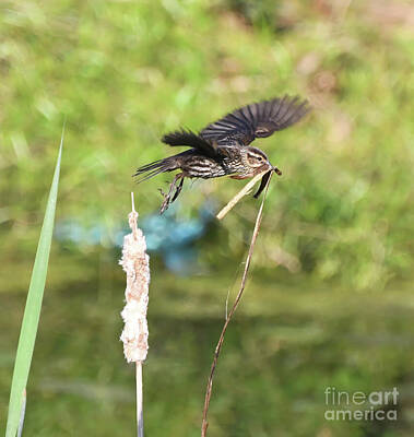 Animals Royalty Free Images - Female Red-winged Blackbird with Nesting Material Royalty-Free Image by Kerri Farley