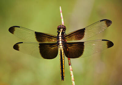 Sultry Plants Rights Managed Images - Female Widow Skimmer Dragonfly Close Up Royalty-Free Image by Gaby Ethington