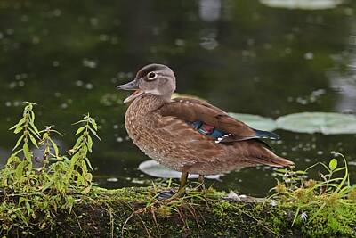 1920s Flapper Girl - Female Wood Duck Quacking by Marlin and Laura Hum