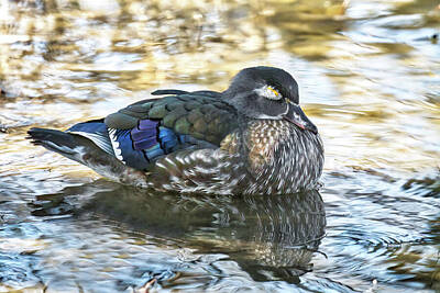 Birds Royalty Free Images - Female Wood Duck Taking A Nap Royalty-Free Image by Paul Hazelwood