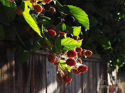 Light Abstractions Royalty Free Images - Fence Berries Royalty-Free Image by Richard Thomas