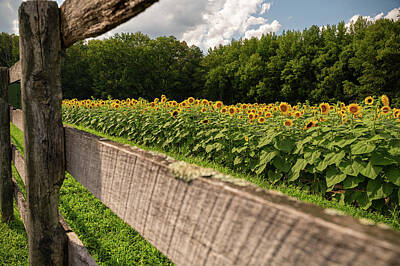 Sunflowers Photos - Fenced Farm by Kristopher Schoenleber