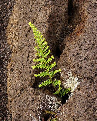 Typographic World - Fern, Kilauea Iki Crater Hawaii Volcanoes National Park November 2022 by Timothy Giller