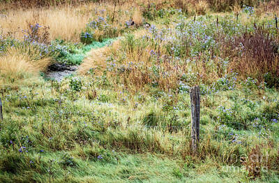 Interior Designers Rights Managed Images - Field and Stream With Wild Flowers Royalty-Free Image by M G Whittingham