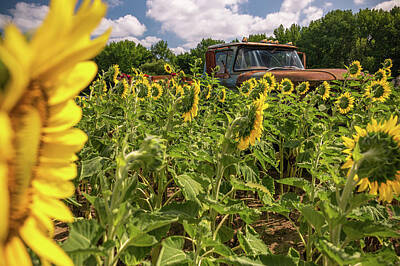 Sunflowers Photos - Field Depth by Kristopher Schoenleber