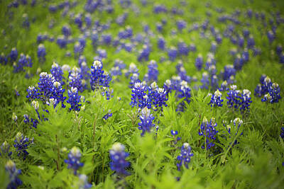 Fruit Photography - Field of Blue Bonnets in North Texas by Kurt Liese