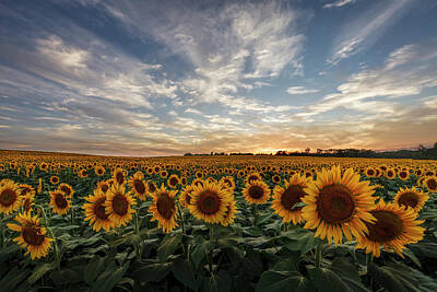 Scott Bean Royalty-Free and Rights-Managed Images - Field of Gold by Scott Bean