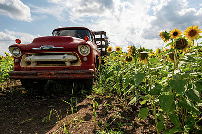 Sunflowers Photos - Field Truck by Kristopher Schoenleber