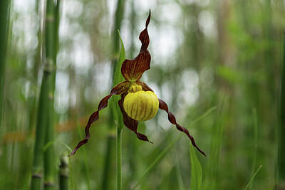 Design Turnpike Books Rights Managed Images - Finding Forest Treasures - Venus Slipper Orchid in Yellow and Brown Royalty-Free Image by Georgia Mizuleva