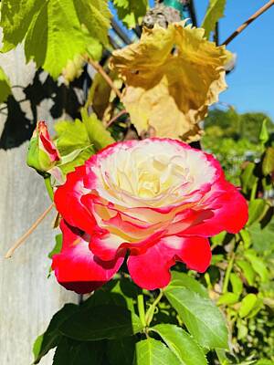 Roses Photo Royalty Free Images - Fire Unfolding Royalty-Free Image by Rose Mulroney