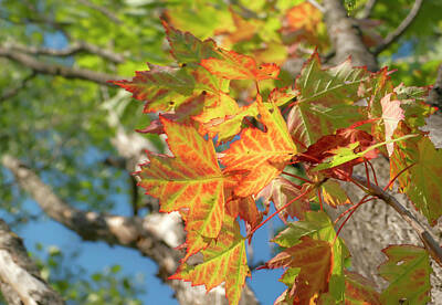 Frog Photography - First Colored Leaves in July by Sandra J